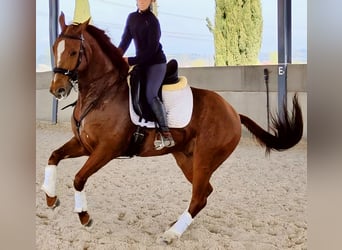 Duits sportpaard, Ruin, 9 Jaar, 166 cm, Vos