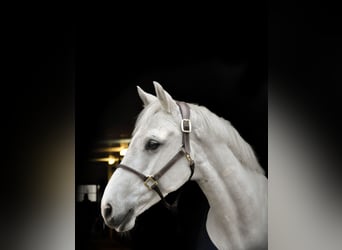 Duits sportpaard, Ruin, 9 Jaar, 167 cm, Schimmel