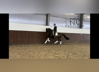 Duits sportpaard, Ruin, 9 Jaar, 168 cm, Bruin