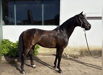Duits sportpaard, Ruin, 9 Jaar, 168 cm, Donkerbruin