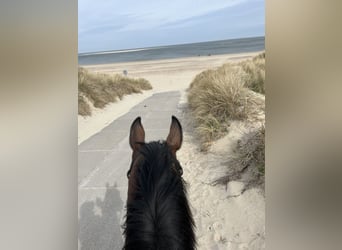 Duits sportpaard, Ruin, 9 Jaar, 172 cm, Bruin