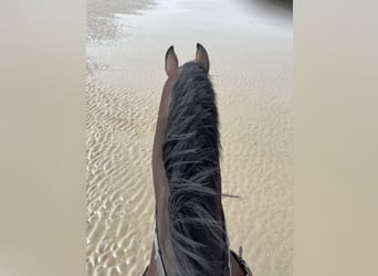 Duits sportpaard, Ruin, 9 Jaar, 172 cm, Bruin