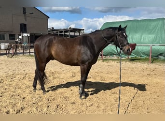 Duits sportpaard, Ruin, 9 Jaar, 173 cm, Donkerbruin