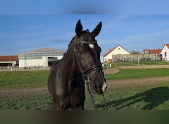 Duits sportpaard, Ruin, 9 Jaar, 173 cm, Zwart