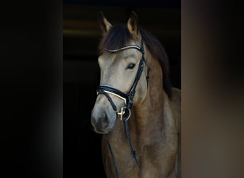 Duits sportpaard, Ruin, 9 Jaar, 178 cm, Buckskin