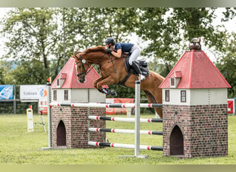 Duits sportpaard, Ruin, 9 Jaar, 178 cm, Vos