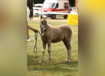 Duitse classic pony, Hengst, 1 Jaar, 110 cm, Donkere-vos