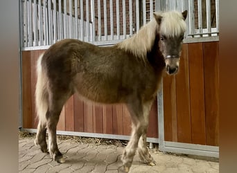 Duitse classic pony, Hengst, 1 Jaar, 110 cm, Donkere-vos