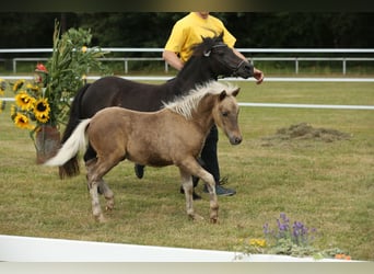 Duitse classic pony, Hengst, 1 Jaar, 110 cm, Donkere-vos