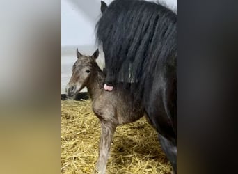 Duitse classic pony, Hengst, 1 Jaar, 110 cm, Donkere-vos