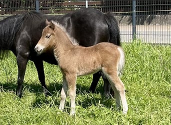 Duitse classic pony, Hengst, 1 Jaar, 110 cm, Donkere-vos