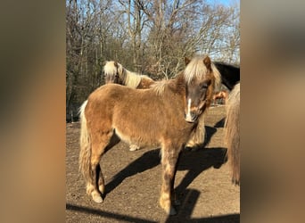 Duitse classic pony, Hengst, 1 Jaar, 112 cm, Bruin