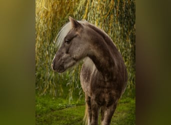 Duitse classic pony, Hengst, 7 Jaar, 108 cm