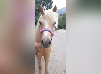 Duitse classic pony, Merrie, 10 Jaar, 120 cm, Palomino