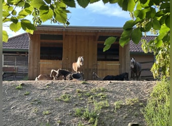Duitse classic pony, Merrie, 13 Jaar, 110 cm, Vos