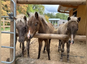 Duitse classic pony, Merrie, 13 Jaar, 110 cm, Vos