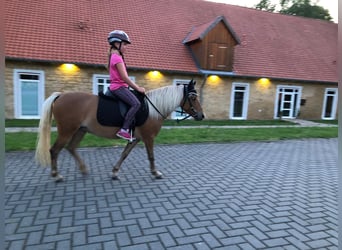 Duitse classic pony, Merrie, 13 Jaar, 110 cm, Vos