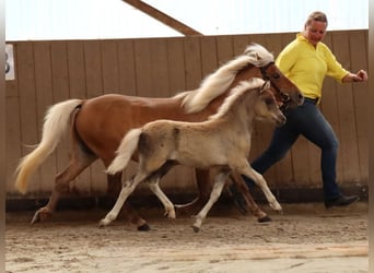 Duitse classic pony, Merrie, 13 Jaar, 110 cm, Vos