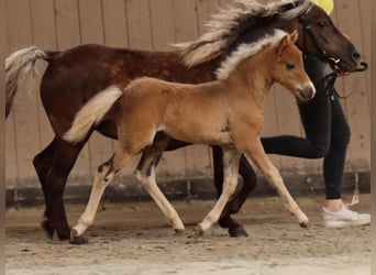 Duitse classic pony, Merrie, 13 Jaar, 110 cm, Vos
