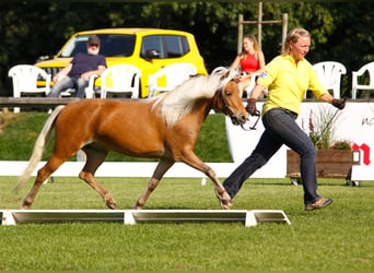 Duitse classic pony, Merrie, 13 Jaar, 110 cm, Vos