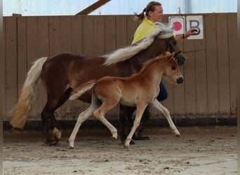 Duitse classic pony, Merrie, 13 Jaar, 110 cm, Vos