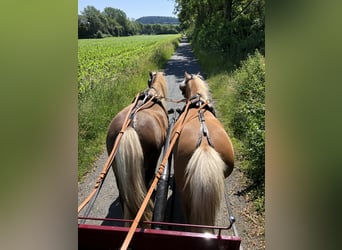Duitse classic pony, Merrie, 13 Jaar, 110 cm, Vos