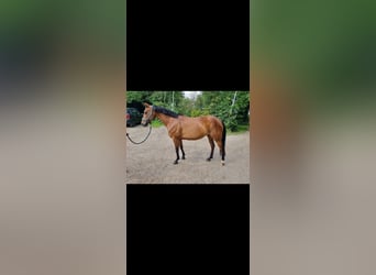 Duitse classic pony, Merrie, 13 Jaar, 146 cm, Bruin