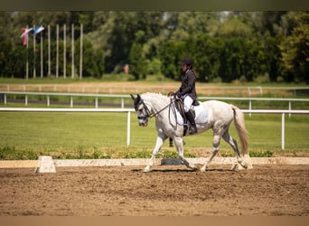 Duitse classic pony, Merrie, 17 Jaar, Appelschimmel