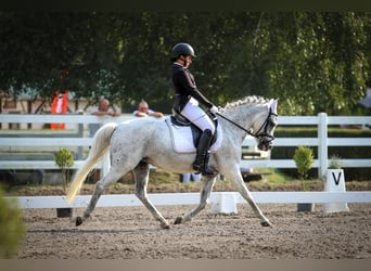 Duitse classic pony, Merrie, 17 Jaar, Appelschimmel