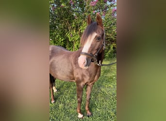 Duitse classic pony, Merrie, 21 Jaar, 125 cm, Donkere-vos