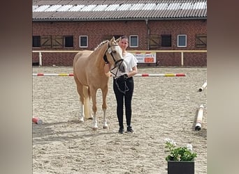 Duitse classic pony, Merrie, 4 Jaar, 147 cm, Palomino