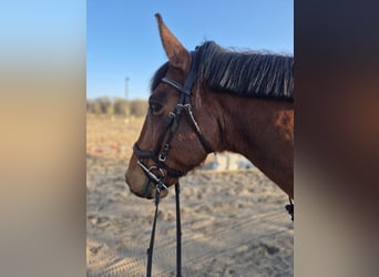 Duitse classic pony Mix, Ruin, 13 Jaar, 146 cm, Bruin