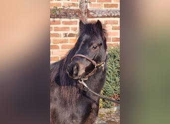 Duitse classic pony, Ruin, 4 Jaar, 105 cm, Zwartbruin