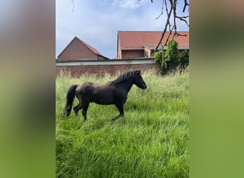 Duitse classic pony, Ruin, 4 Jaar, 123 cm, Zwart