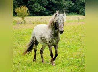 Deutsches Classic-Pony, Wallach, 8 Jahre, 112 cm, Tigerschecke