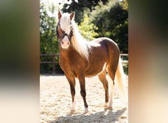 Duitse classic pony, Ruin, 9 Jaar, 110 cm, Gevlekt-paard