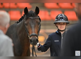 Deutsches Classic-Pony, Wallach, 9 Jahre, 148 cm, Brauner