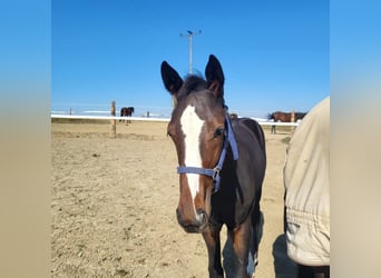 Duitse draver, Hengst, Veulen (01/2026), Zwartbruin