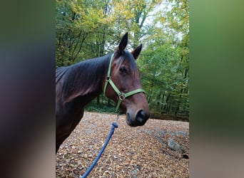 Duitse draver, Merrie, 10 Jaar, 170 cm, Bruin