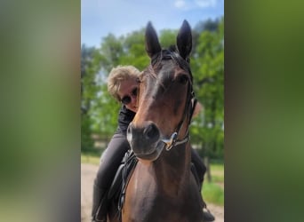 Duitse draver, Merrie, 11 Jaar, 154 cm, Bruin