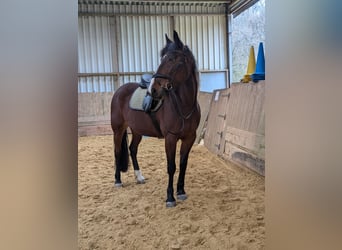 Duitse draver, Merrie, 13 Jaar, 160 cm, Bruin