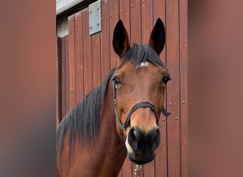 Duitse draver, Merrie, 13 Jaar, 163 cm