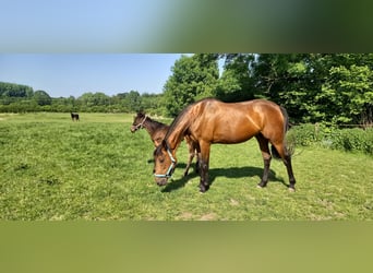 Duitse draver, Merrie, 13 Jaar, Bruin