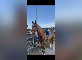 Duitse draver, Merrie, 14 Jaar, 174 cm, Vos