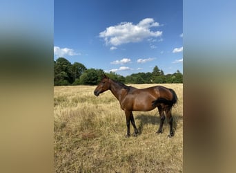 Duitse draver, Merrie, 19 Jaar, 142 cm, Bruin