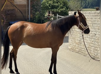 Duitse draver, Merrie, 3 Jaar, 153 cm, Bruin