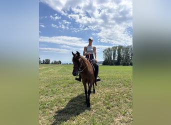 Duitse draver, Merrie, 3 Jaar, 153 cm, Bruin
