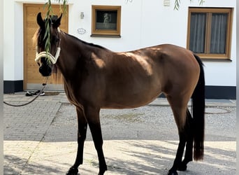 Duitse draver, Merrie, 3 Jaar, 153 cm, Bruin