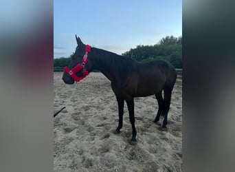 Duitse draver, Merrie, 4 Jaar, 160 cm, Donkerbruin