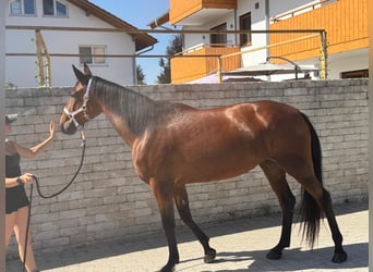 Duitse draver, Merrie, 4 Jaar, 162 cm, Bruin